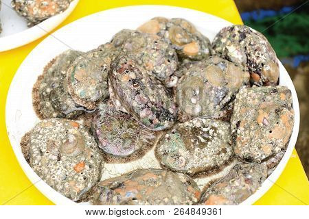 Shell From The Sea In Busan, South Korea