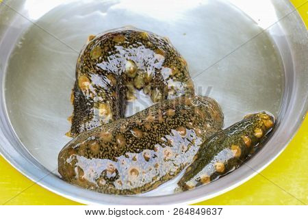 Sea Cucumber, Seafood Ingredients