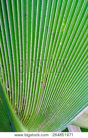 Texture Of Palm Leaves Or Yarey Or Copernicia Baileyana. It Is An Ornamental Plant Which Is Grown In