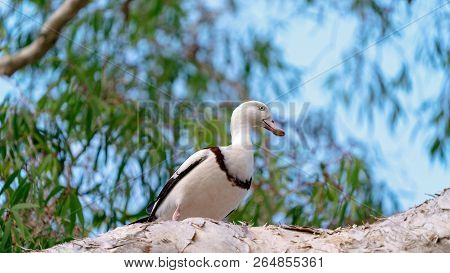 Australian Radjah Shelducks, Commonly Known As Burdekin Ducks, Sitting On A Tree Branch