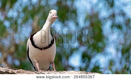 Australian Radjah Shelducks, Commonly Known As Burdekin Ducks, Sitting On A Tree Branch