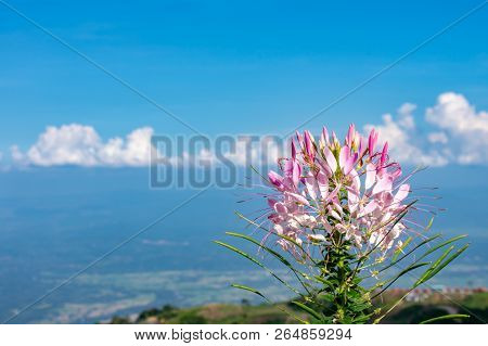 Tarenaya Hassleriana Flower On Top Of The Mountain.