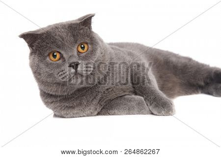 close up of scotish fold resting on side on white background