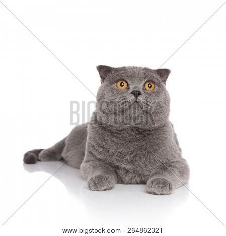 surprised scotish fold lying on white background and looking up to side