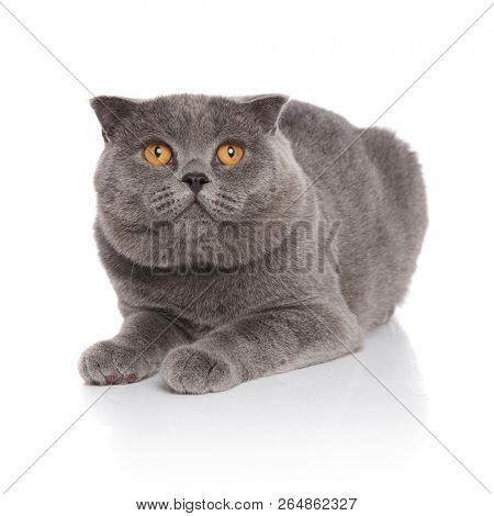 curious scotish fold cat lying on white background and looking up