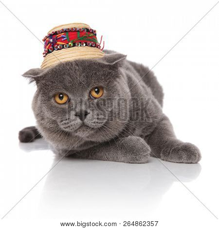 grey scotish fold wearing a straw hat lying on white background and looking up