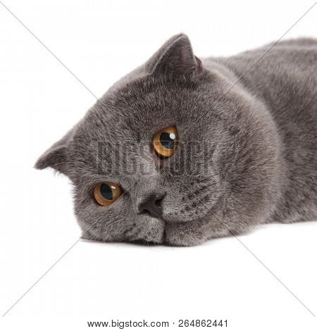 head of cute scotish fold lying on white background and looking to side