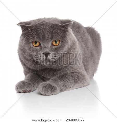 cute scotish fold with yellow eyes lying on white background
