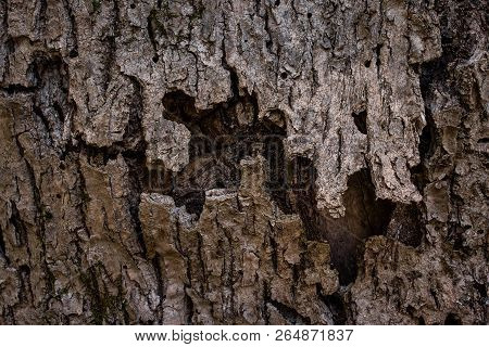 Gray And Mysterious Texture Of A Wide Tree Trunk With A Large Crack In The Bark Resembling A Mouth C