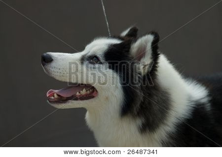 Obrázek hlavy strakatý sibiřský husky