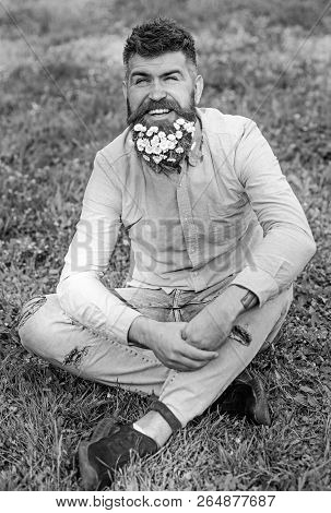 Spring Allergy Concept. Bearded Man With Daisy Flowers Sits On Grassplot, Grass Background. Man With