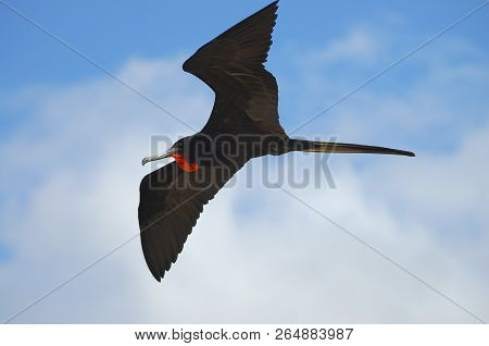 Frigate Bird - Galapagos Islands - Ecuador