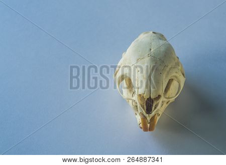 Skull Of A Rodent On Clean Background