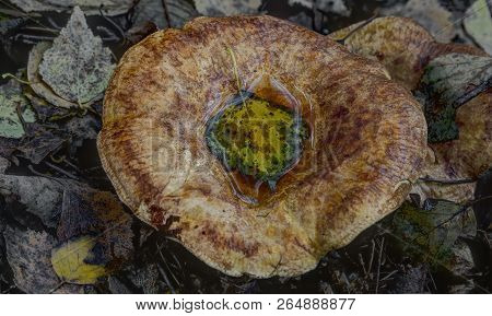 Aspen Leaf In A Water In Brown Rollrim Mushroom