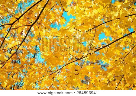 Bright Juicy Colors Of Autumn Yellow Leaves On The Branches Of Trees Against The Blue Sky. It's Time