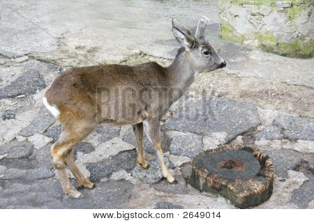 Mláďat v Zoo