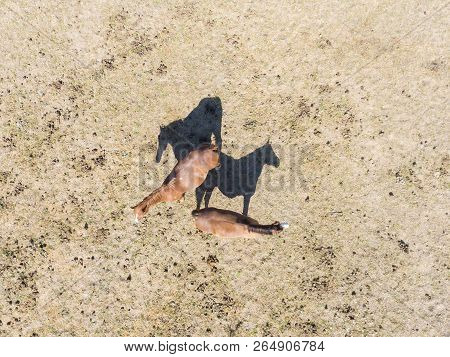Horses And Shadows, Le Val-saint-germain, Essonne, Ile-de-france, France