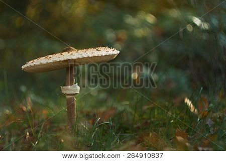 White Grebe Growing Among The Grass In The Forest