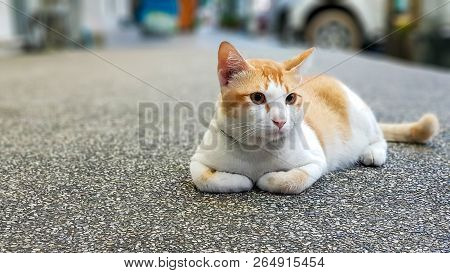 Orange And White Cat Lays Down On The Street And Gazing Something.