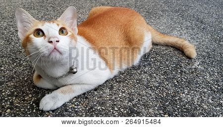 Wondering Orange And White Cat Lays Down On The Street And Gazing Something.