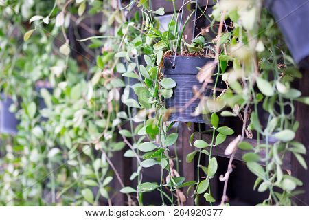 Dave Or Dischidia Nummularia Variegata. It Suitable For Vertical Garden Or Hang It Anywhere Or Use F