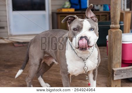 Cute Pit Bull Dog Standing On Country Porch Looking At Camera Licking Nose Different Colored Eyes