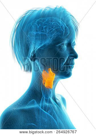 3d rendered medically accurate illustration of an elder females larynx