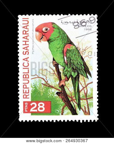 Republic Saharaui - Circa 1998 : Cancelled Postage Stamp Printed By Republic Saharaui, That Shows Re