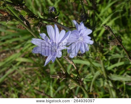 Blueweed Flower With Blue Blossom In The Forest In Spring