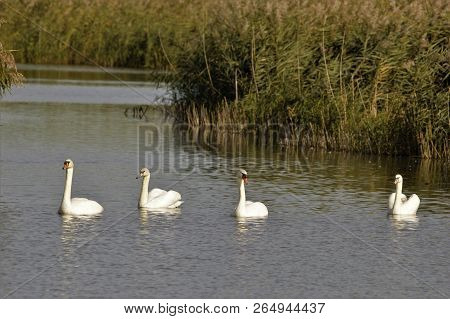 Mute Swans On Lake At Otmoor Rspb Nature Reserve Near Oxford