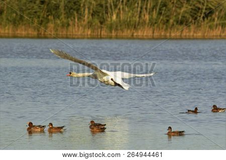 Mute Swan Flying Low Over Lake At Otmoor Rspb Reserve Near Oxford