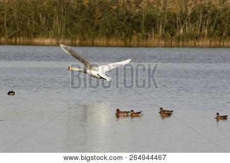 Mute Swan Flying Low Over Ducks At Rspb Otmoor Near Oxford