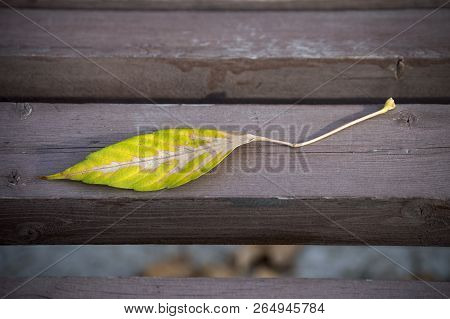 Lonely Autumn Leaf On A Wooden Background. Bench