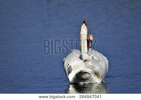 Two Mute Swans Courting At Otmoor Rspb Reserve Near Oxford