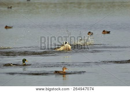 Mallard Duck Splashing And Diving At Otmoor Rspb Reserve Near Oxford