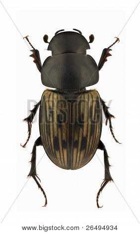 Aphodius Luridus