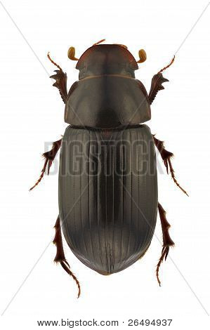 Aphodius Rufipes