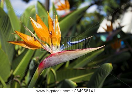 Ave Do Paraiso Flower In Madeira, Portugal
