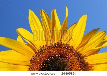 Halv segment af en blomstrende solsikke på en dag, klar blå himmel.