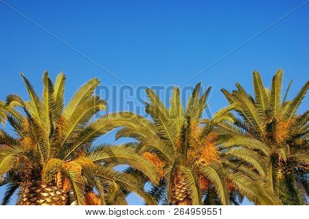Leaves And Fruits Of Canary Island Date Palms (phoenix Canariensis) Against A Blue Sky. Free Space F