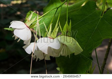 Dombeya Burgessiae Flowers In Botanical Garden Of Cagliari, Sardinia, Italy