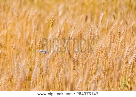 Golden Wheat Field And Sunny Day Wheat Field. Ears Of Golden Wheat Close Up. Beautiful Nature Sunset