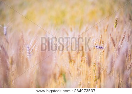 Golden Wheat Field And Sunny Day Wheat Field. Ears Of Golden Wheat Close Up. Beautiful Nature Sunset