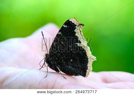 A Large Black Butterfly Mourning Cloak With Folded Wings Sits On Her Hand