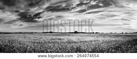 Abstract Black And White Landscape With Overcast Sky. Artistic Field Meadow View
