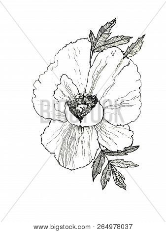 Hand Drawn Black And White Illustration Of Peony