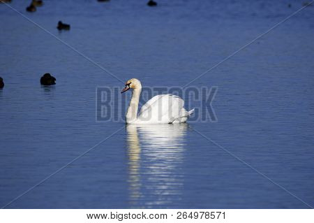 Mute Swan On Lake At Otmoor Rspb Reserve Near Oxford