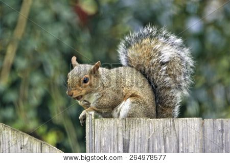 Grey Squirrel Sitting On Gatepost Of Garden