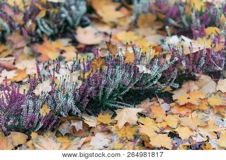 Blooming Bright Erica Among The Fallen Autumn Foliage. Evergreen Plant Of The Genus Heathers. Natura