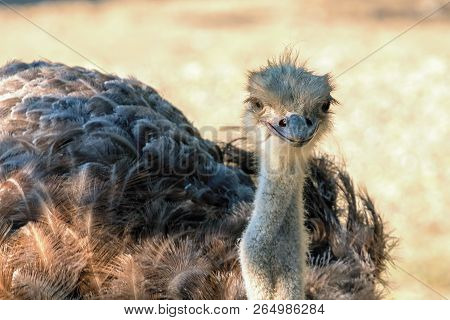 Close Up Ostrich Portrait Struthio Camelus Ostrich Portrait